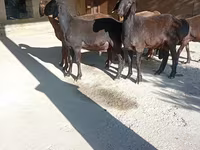 مینڈھا, Arashan sheep — تصویر 2