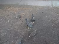 Japanisches Bantam — Foto 3