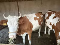 گاو ماده, Latvian Blue cattle — عکس 5