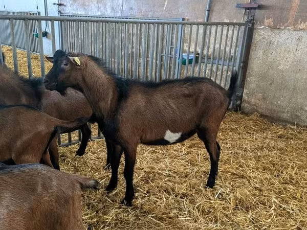 Țap, Alpine goat
