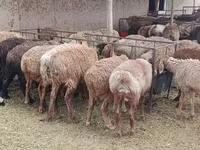 قوچ, گوسفند — عکس 3