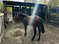 Ngựa cái, Kazakh horse — ảnh 1