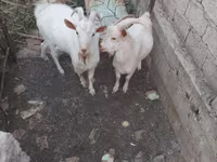 بز نر, بز — عکس 2