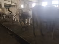 Mucca, Razza Holstein — foto 6