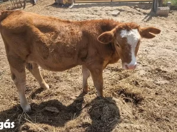 گائے, Simmental cattle