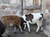 Byk, Bydło — zdjęcie 4