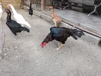 Chickens — الصورة 2