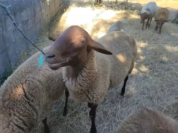 Ram, Sheep — United Kingdom