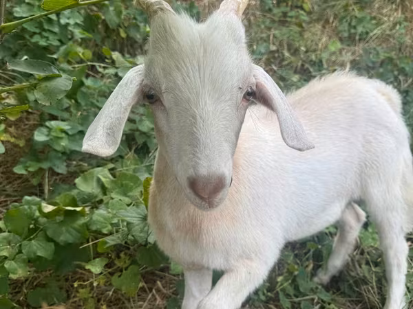 Billy Goat, Goats — Moldova