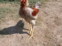 Chickens — fotografija 1