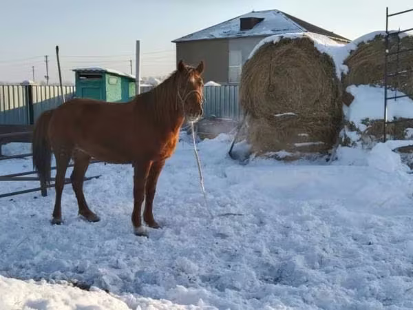 Faras dhaddig, Kazakh horse