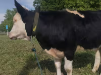 Krava, Russian Black pied cattle — foto 2