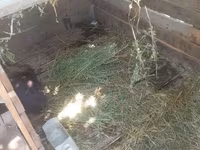 Doşan satlır təmiz qalifoniya 4 dənidi 2 dişi 2erkəkdir riyalıcı yazın — foto 2