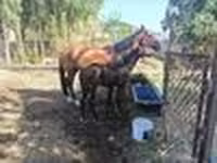 Klisna, Kyrgyz Horse — foto 8