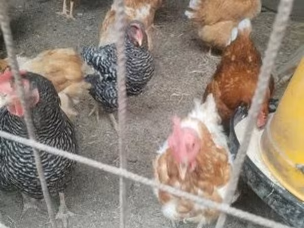 Chickens