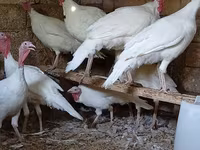 سفید سینه‌پهن — عکس 2