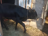Toro, Bovini — foto 2