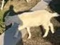 Keçi, Saanen goat — foto 8