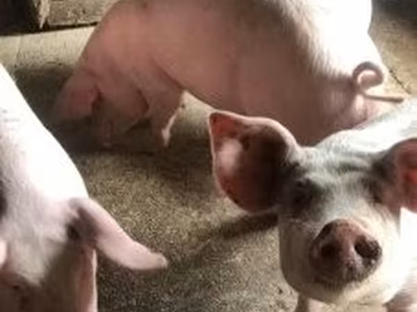 Vier, Porci