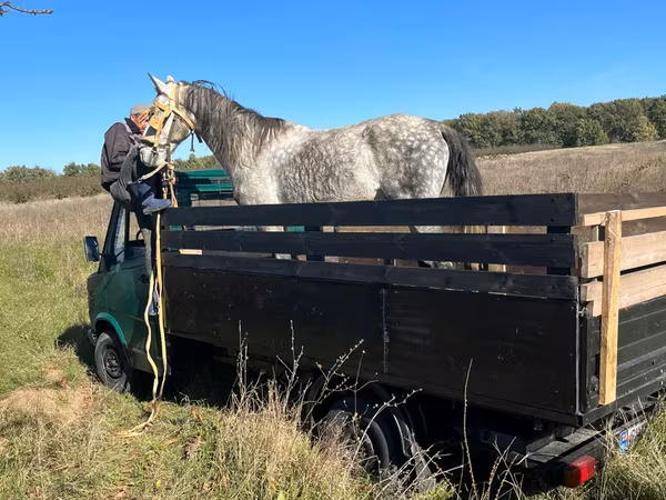 Horse (M), Horses