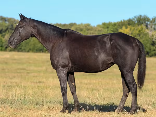 Kuda betina, Quarter Horse