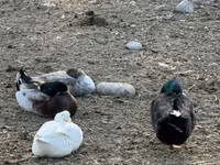 Ducks — photo 1