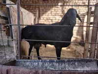 أغنام (دفعة، الجنس غير محدد), الأغنام — الصورة 2