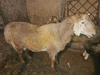 قوچ, Rhon sheep — عکس 1