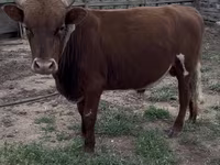 Toro, Bovini — foto 1