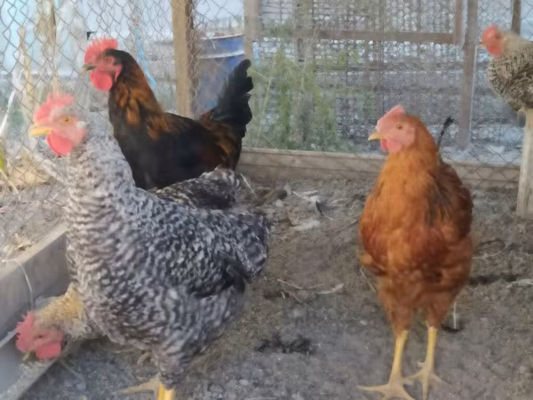 Chickens