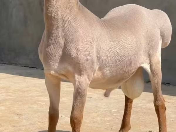 قوچ, گوسفند