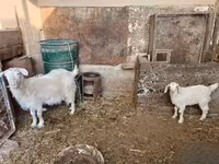 Kambing betina, Goats — foto 4
