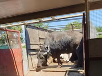 Mucca, Bufalo africano — foto 1