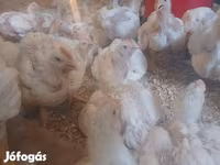 Chickens — foto 3