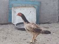Chickens — عکس 5
