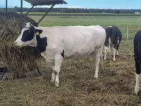 Ko, Holstein-race — foto 4
