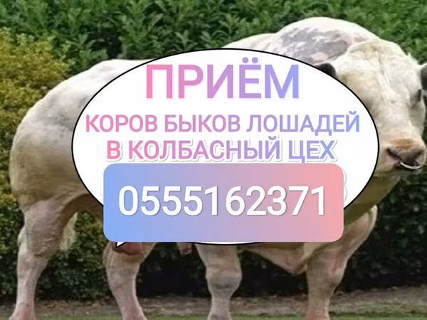 گاو