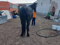 Cavallo, Cavalli — foto 2