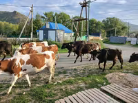 Mucca, Simmental cattle — foto 1