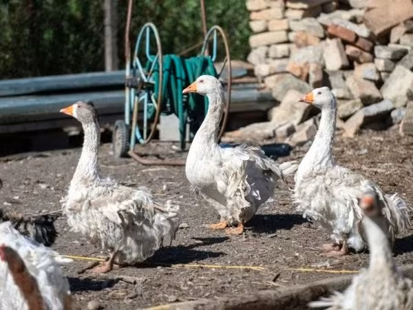 Geese