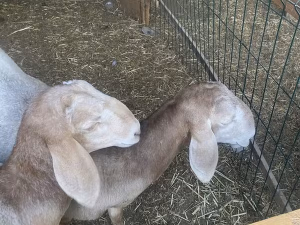 Beran, Ovce