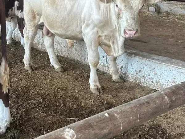 Býk, Simmental cattle