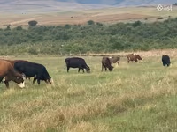 Vacă, Simmental cattle — foto 5