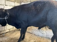 Krava, Russian Black pied cattle — foto 4