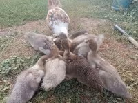 Hausente — Foto 5