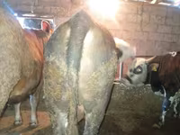 Stier, Runderen — foto 5
