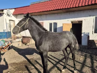 Koń, Thoroughbred horse — zdjęcie 1