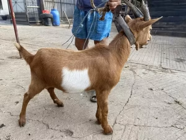 Billy Goat, Goats — Hungary
