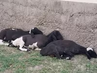 قوچ, گوسفند — عکس 7