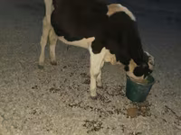 Ταύρος, Swiss cattle — φωτογραφία 4